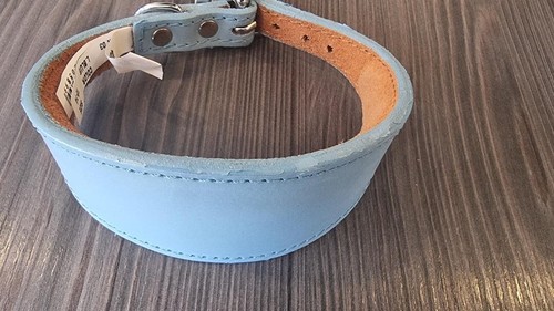Sky blue whippet greyhound - sky,