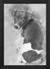 Italian Greyhound puppy si