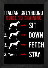 Italian Greyhound Guide to