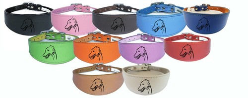 Sighthound italian greyhound - italian,