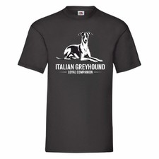 Italian Greyhound Loyal