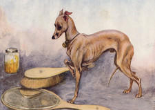 ITALIAN GREYHOUND DOG & MIRROR