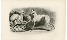 ITALIAN GREYHOUND RARE 1894