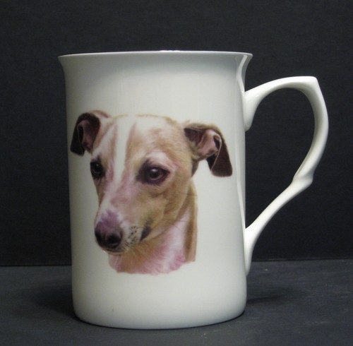 Italian greyhound dog - dog, (head