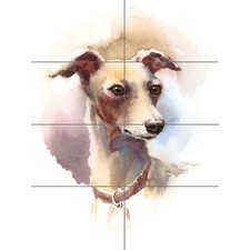 Dog Italian Greyhound