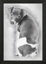 Italian Greyhound puppy si