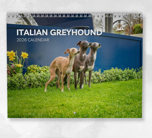 Italian greyhound calendar - italian,