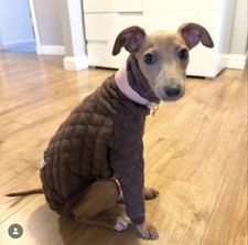 Jute & Sable Italian Greyhound