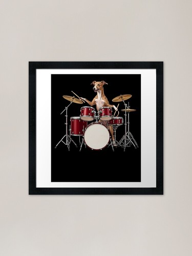 Italian greyhound playing drum - greyhound,
