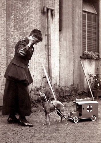 Italian greyhound dog lady - greyhound, &
