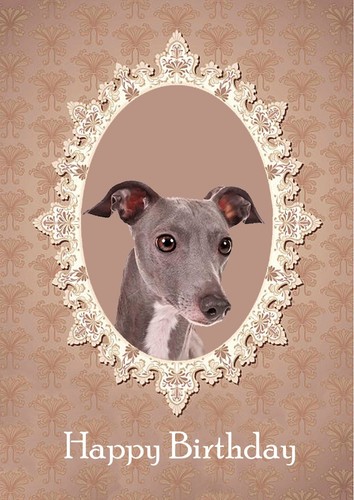 Italian greyhound dog - dog, birthday
