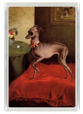 ITALIAN GREYHOUND BEAUTIFUL